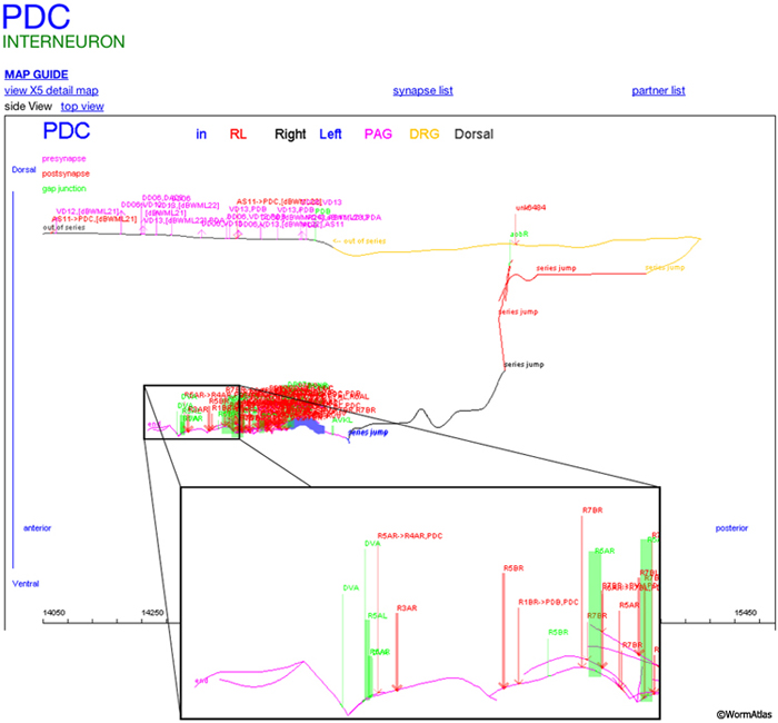 EMComputertoolskFIG 1: Elegance reconstruction of a neuron arbor.